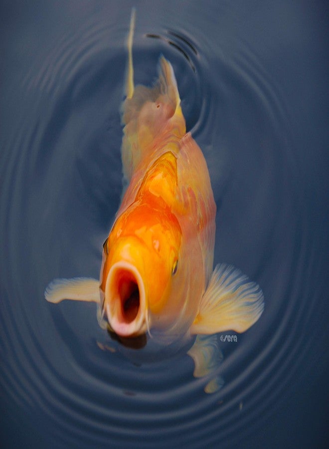 سيرا طعام أسماك سيرا كوي رويال متوسط الحجم، 800 غرام - Image 5